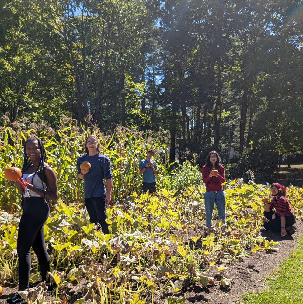 group harvesting pumpkins